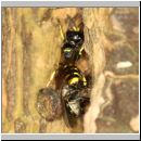 Ectemnius cephalotes - Grabwespe - Osnabrueck-Menslage - Wald - beim Nesteintrag 01c.jpg